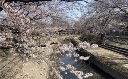 4月上旬<br />－吹上 元荒川 桜並木－