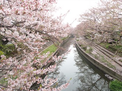 4月上旬<br />－吹上 元荒川 桜並木－