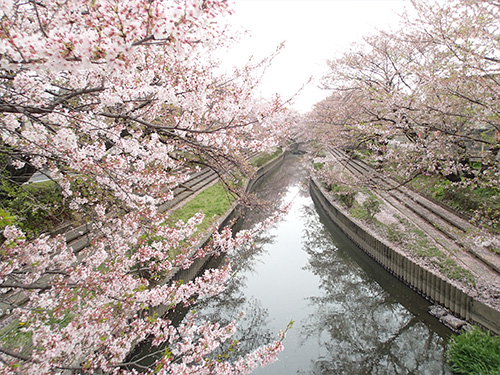 4月上旬 吹上 元荒川 桜並木 フラワーラジオ