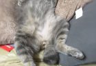 我が家の美人さん
