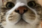 ゆずなつ