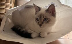 ラテ<i class="fas fa-cat"></i>