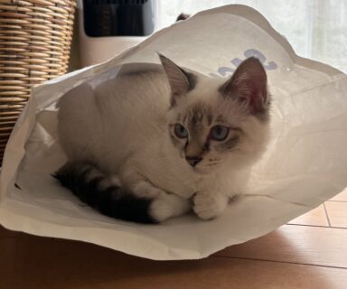 ラテ<i class="fas fa-cat"></i>